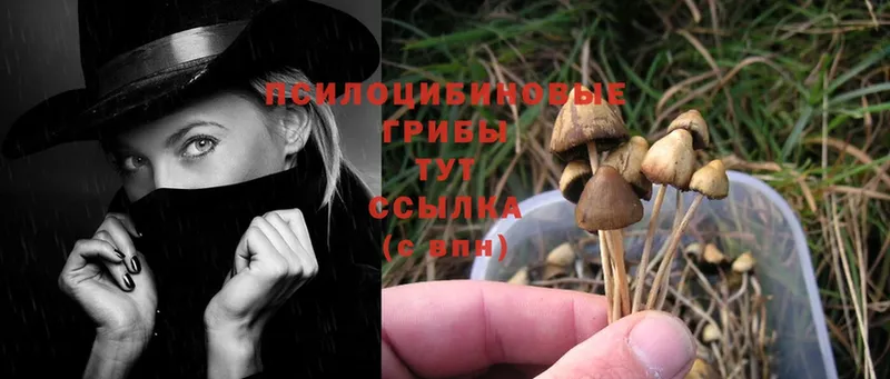 наркота  Нефтекумск  Псилоцибиновые грибы Magic Shrooms 